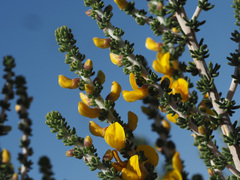 Aspalathus pachyloba