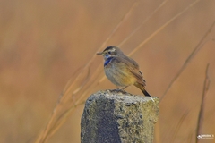 Luscinia svecica