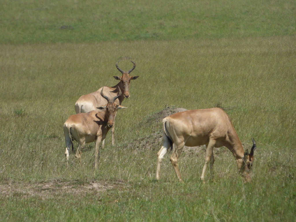 Coke’s hartebeest, Mara, Kenya, photographed by Hector Bintanel