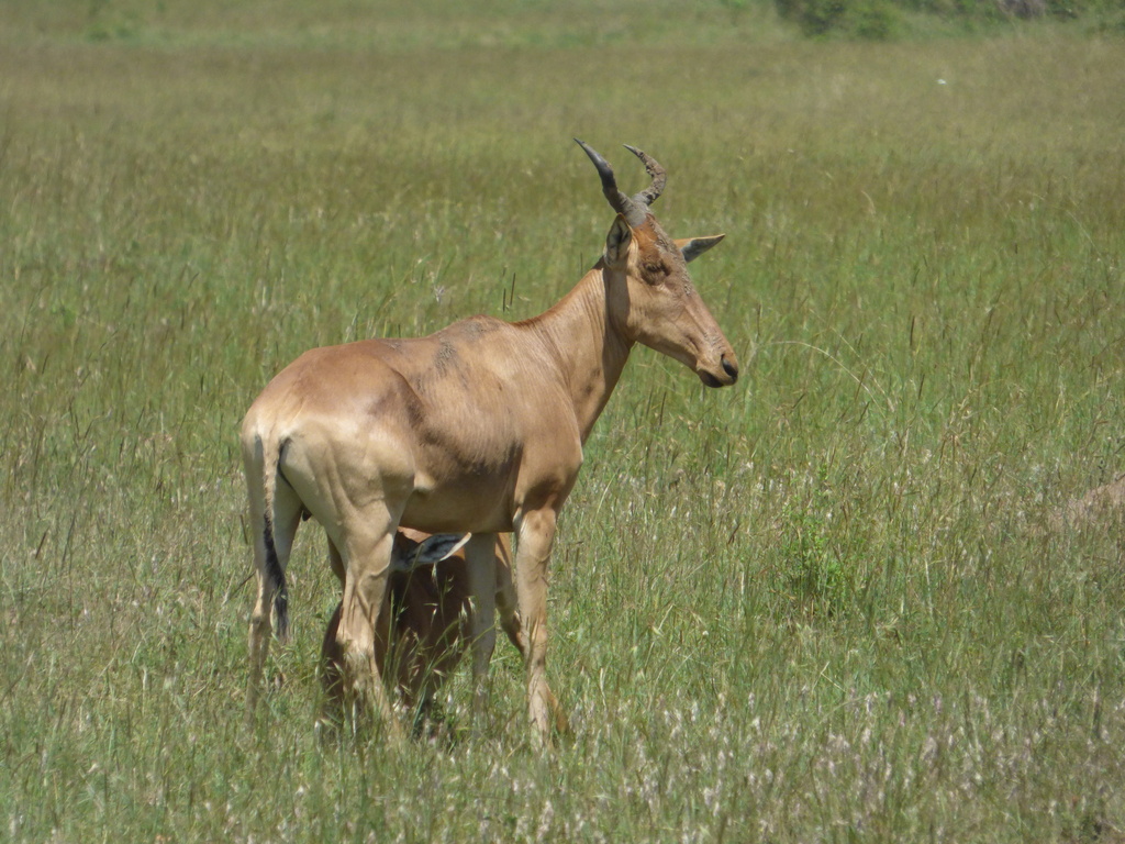 Coke’s hartebeest, Mara, Kenya, photographed by Hector Bintanel