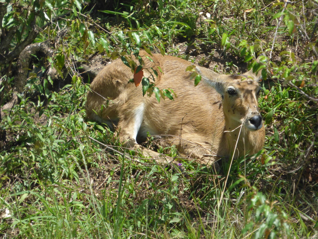 Redunca redunca, Mara, Kenia, by hectorbintanel