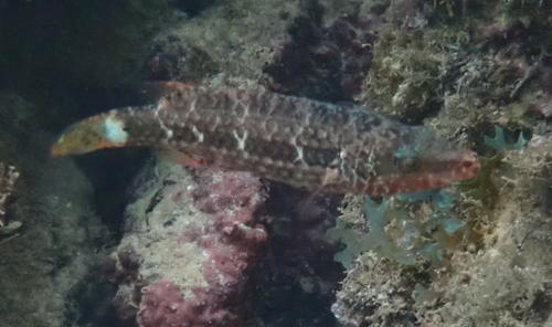 Oxycheilinus mentalis observed 2026-02-01