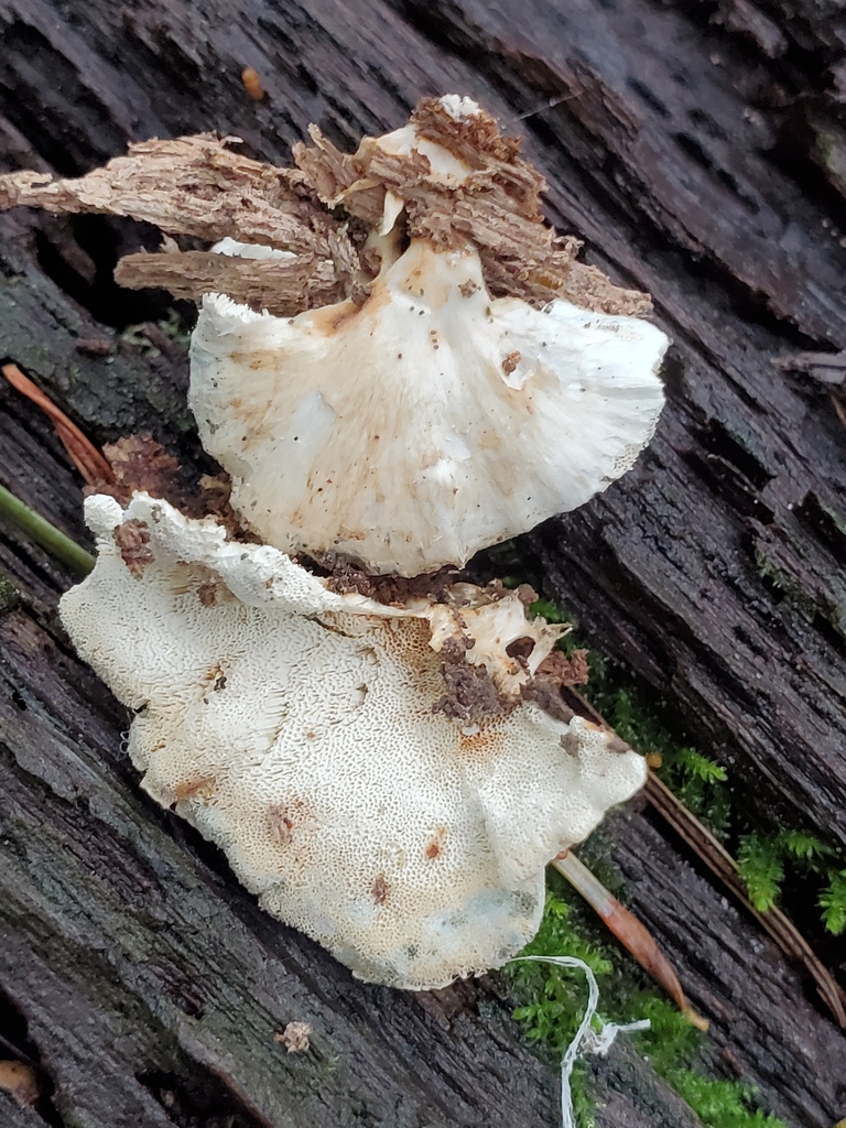 Fuscopostia fragilis · February 2026 · photo: © arlenedevitt (iNaturalist, cc-by)