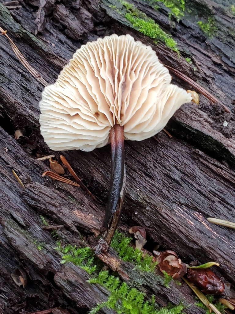 Gymnopus brassicolens · February 2026 · photo: © arlenedevitt (iNaturalist, cc-by)