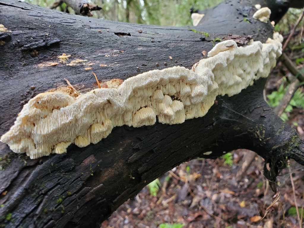 Fomitopsis madronae · February 2026 · photo: © arlenedevitt (iNaturalist, cc-by)