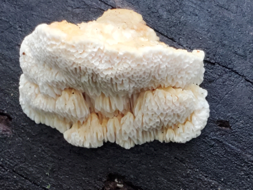 Fomitopsis madronae · February 2026 · photo: © arlenedevitt (iNaturalist, cc-by)