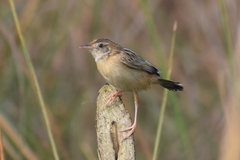 Cisticola juncidis