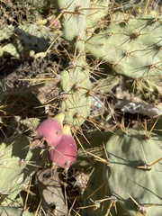 Opuntia stricta