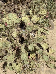 Opuntia stricta