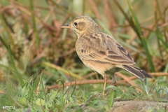 Anthus rufulus