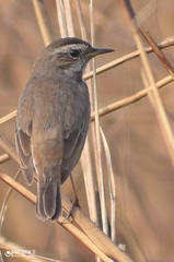 Luscinia svecica