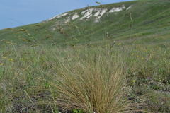 Helictotrichon desertorum