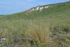 Helictotrichon desertorum