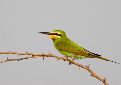 Olive Bee-eater