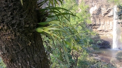 Prosthechea squalida, photograph (c) Fredy, some rights reserved (CC BY-SA)