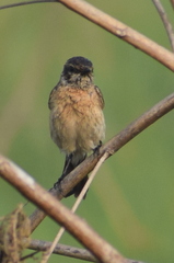 Saxicola maurus