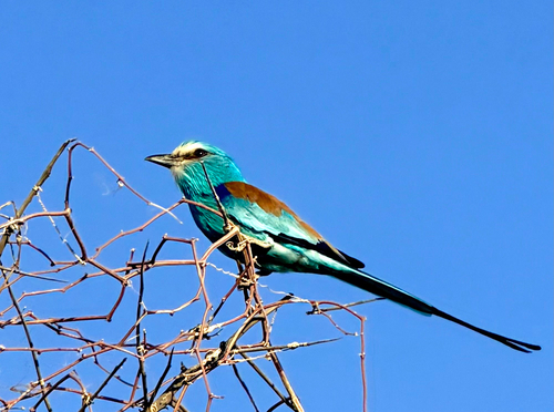 Abyssinian Roller