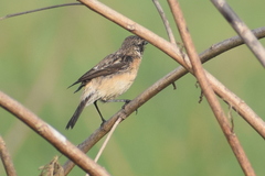 Saxicola maurus