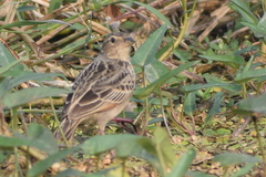 Mirafra assamica