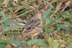 Mirafra assamica