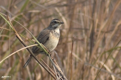 Luscinia svecica