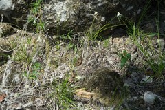 Aspidoscelis angusticeps