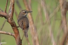 Luscinia svecica