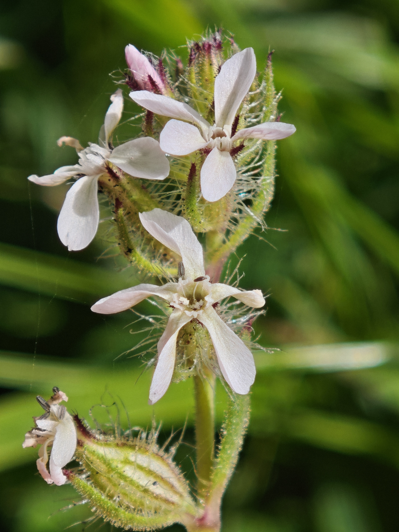 Silene gallica