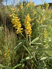 Eriosema psoraleoides