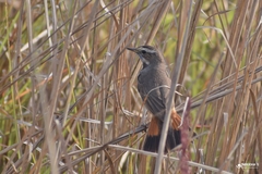 Luscinia svecica