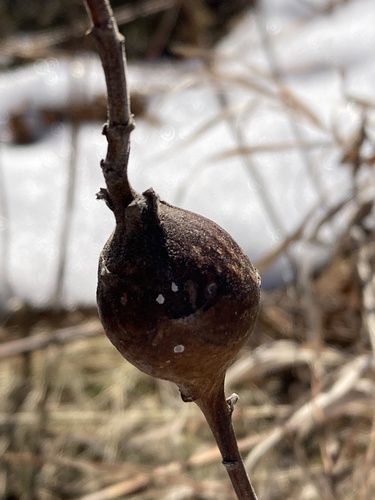 Unknown species found near Michigan State University, Lansing, MI, US