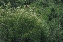 Adenopodia spicata