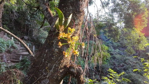 Trichocentrum cavendishianum, photograph 5