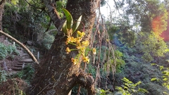 Trichocentrum cavendishianum, photograph (c) Fredy, some rights reserved (CC BY-SA)