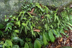 Asplenium prolongatum