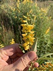 Eriosema psoraleoides