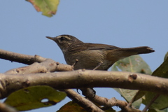 Phylloscopus fuscatus