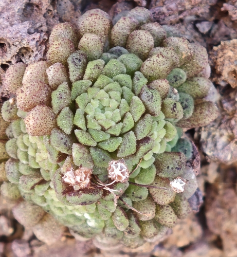 Monanthes polyphylla