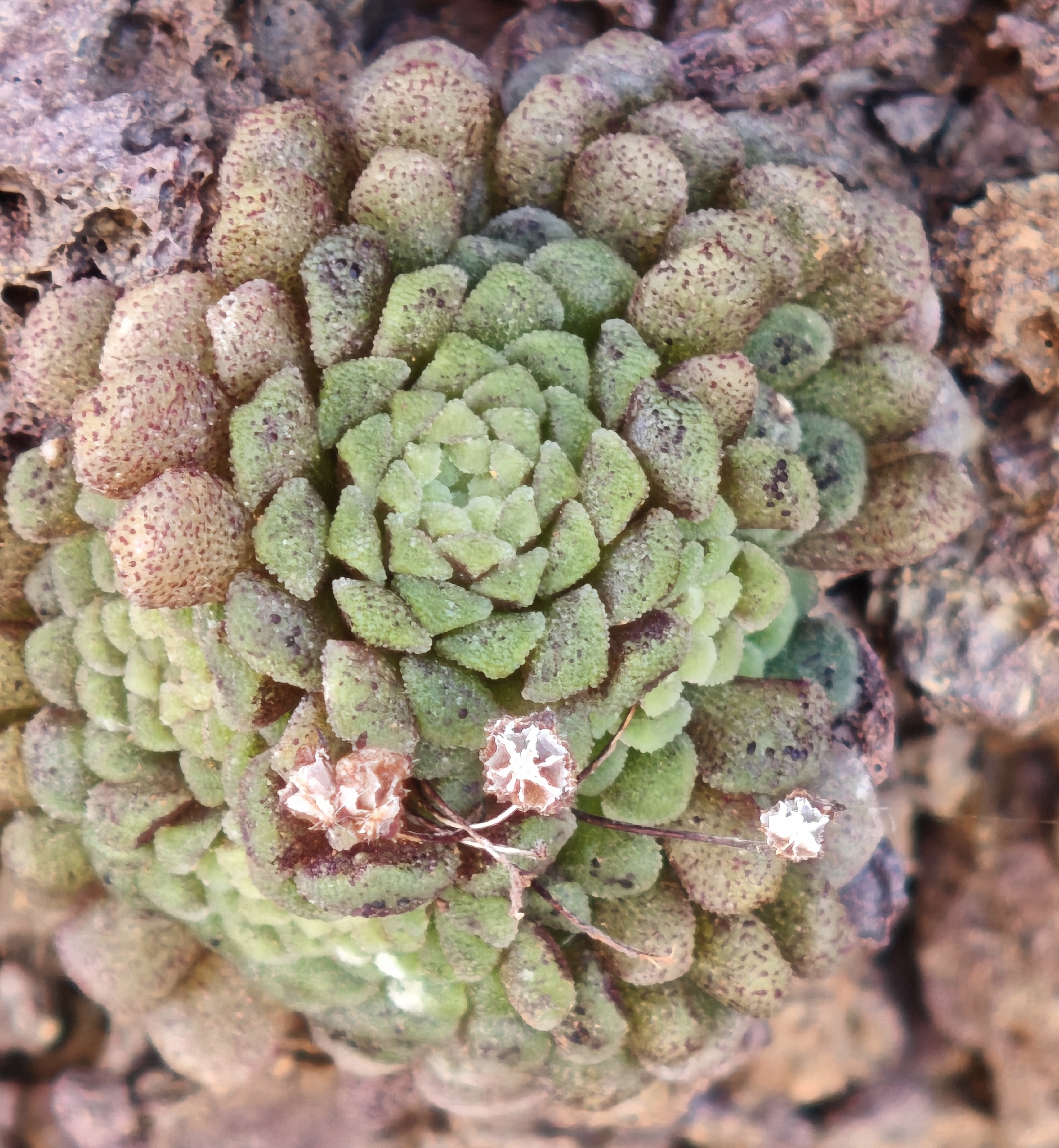 Pelotilla profusa