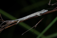 Anolis ustus