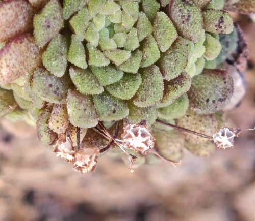 Monanthes polyphylla