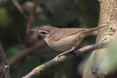 Phylloscopus fuscatus