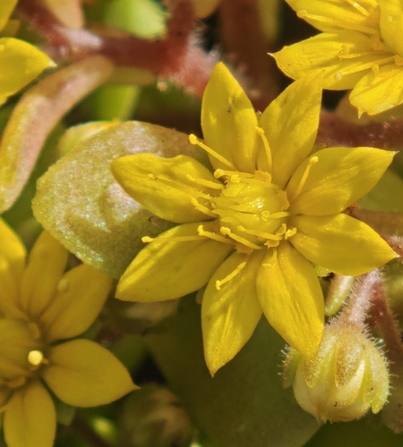 Aichryson parlatorei (Aichryson parlatorei)