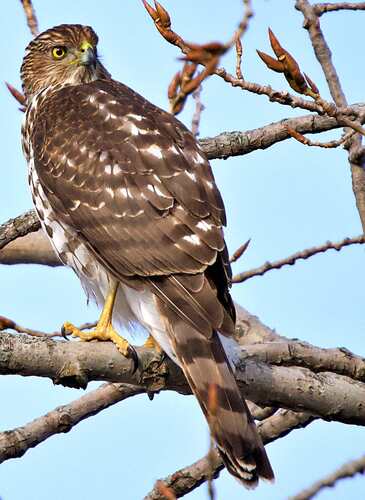 Cooper's Hawk