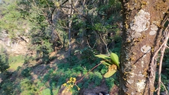 Trichocentrum cavendishianum, photograph (c) Fredy, some rights reserved (CC BY-SA)