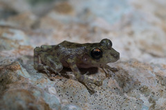 Craugastor yucatanensis