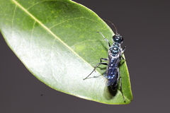 Trirogma caerulea