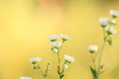 Erigeron annuus