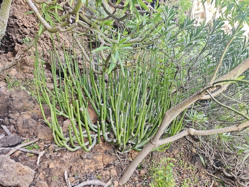Ceropegia dichotoma