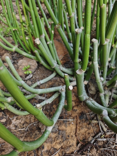 Ceropegia dichotoma